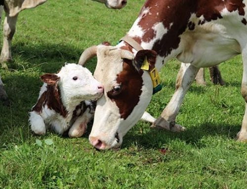 Superkühe – Und welche Milch trinkst du? – Eine Sensorstory für den WDR