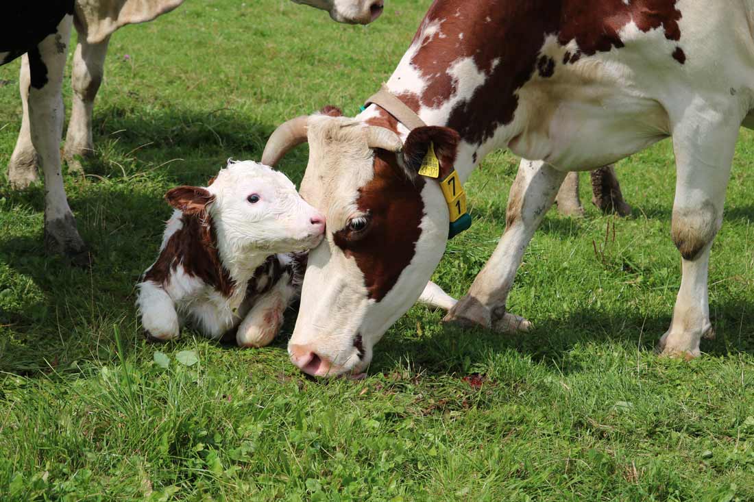 Foto-Kühe-Credit-Christian-Franke2