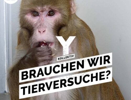 Implantate im Kopf – Wofür Affen in Deutschland herhalten müssen